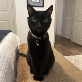 Barkhaus Petsitters - Freddy. - Pet Sitting Near Me