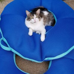 Holdahl Pet Boarding & Grooming