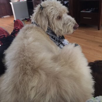 Petsmart - Pet Stores Near Me - Canton Twp, Michigan