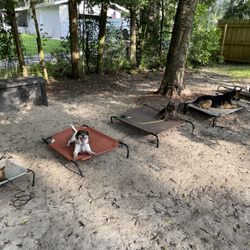 JP's Dog Fulfillment Services - "Place" Work with multiple dogs