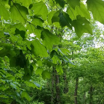 Starr's Cave Nature Center - One of the paths - Parks Near Me - Burlington, Iowa Starr's Cave Nature Center - One of the paths - Parks Near Me - Burlington, Iowa