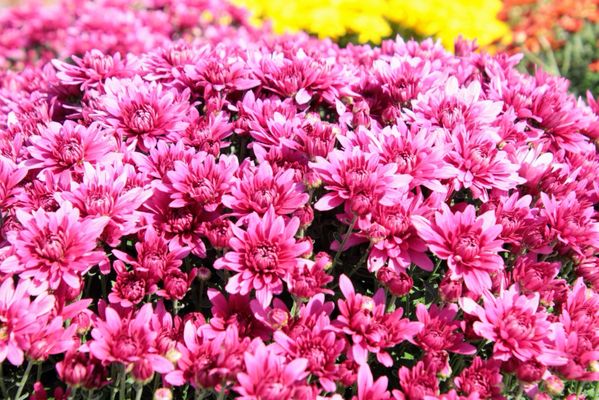 Goebbert's Farm - South Barrington by null