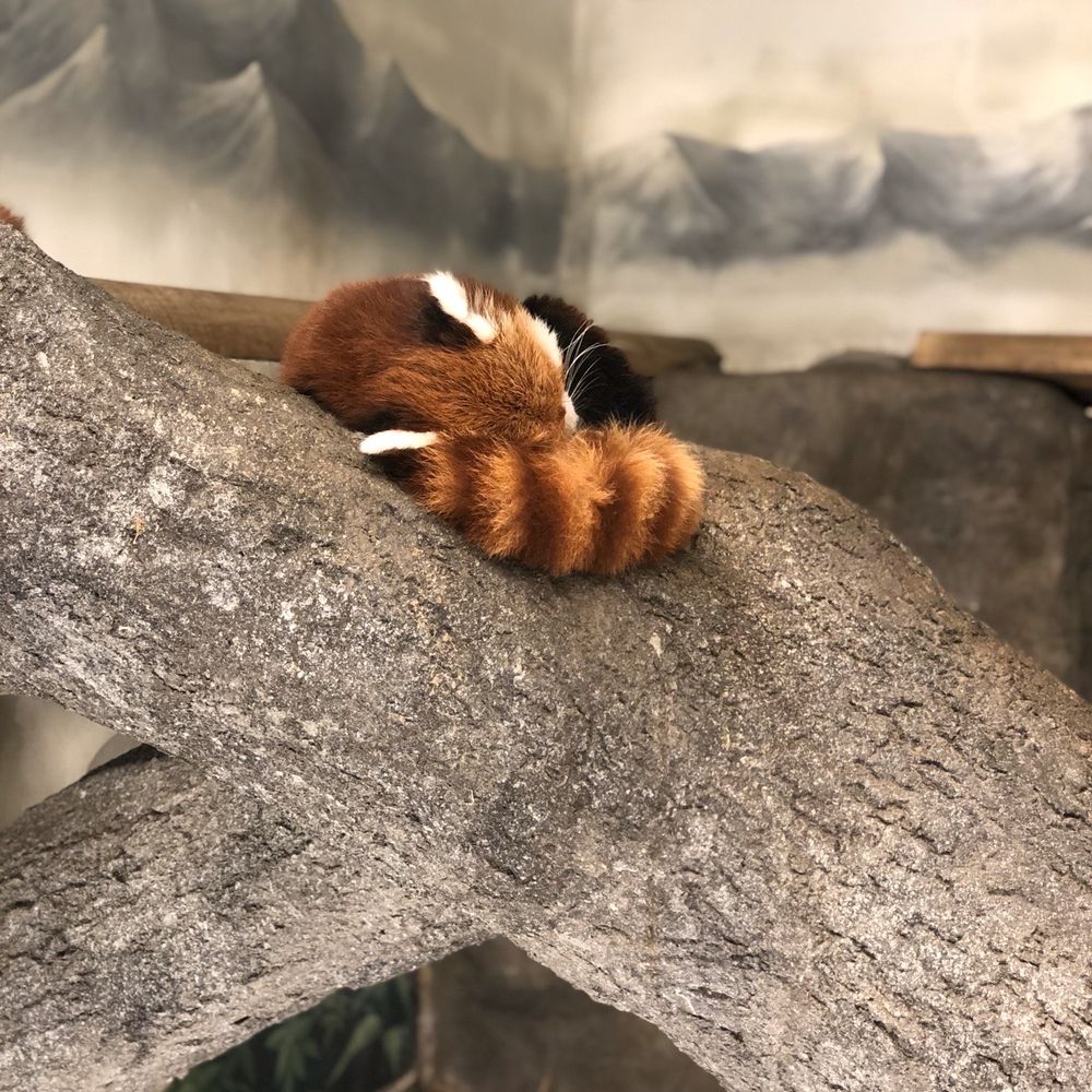 Chattanooga Zoo At Warner Park - Red panda - Amusement Parks Near Me - Chattanooga, Tennessee