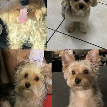 As The Fur Flies - Before and afters of our babies :))) - Pet Groomers Near Me - Austin, Texas