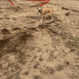 Before pic 1 - Don't mind my pup