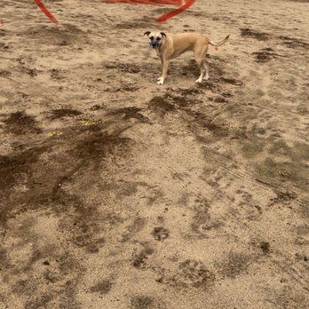 Toledo Construction - Before pic 1 - Don't mind my pup - General Contractors Near Me - Oakley, California