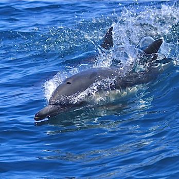 Harbor Breeze - Dolphins rushing along Long Beach shorelines. - Boat Charters Near Me - Long Beach, California Harbor Breeze - Dolphins rushing along Long Beach shorelines. - Boat Charters Near Me - Long Beach, California