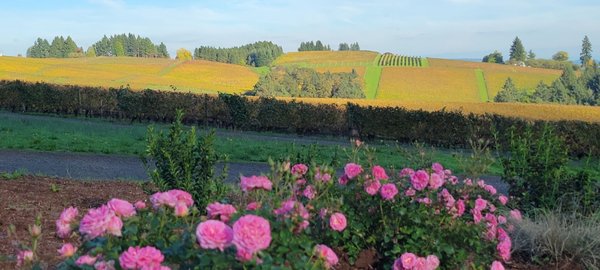 Knudsen Vineyards by null
