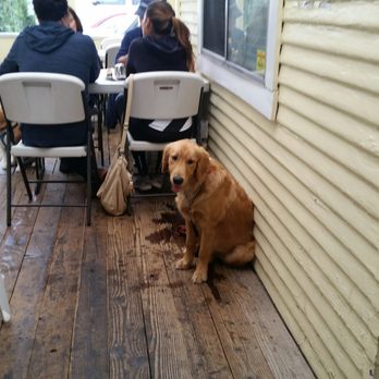 Golden Egg Cafe - Dog friendly too - Breakfast & Brunch Near Me - Ventura, California Golden Egg Cafe - Dog friendly too - Breakfast & Brunch Near Me - Ventura, California