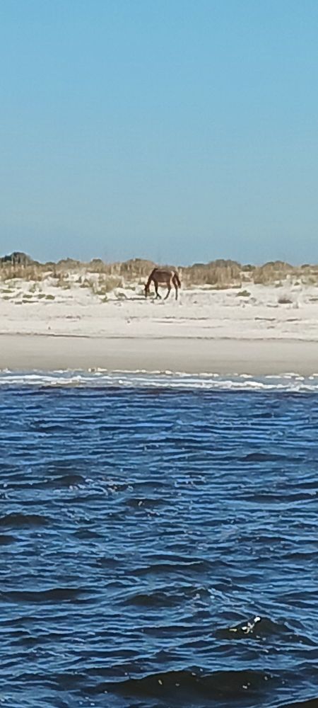 Amelia River Cruises & Charters