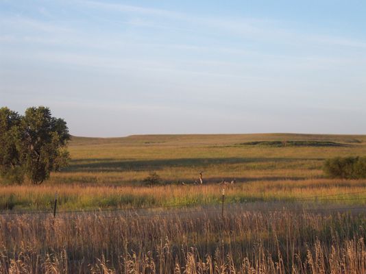 Tallgrass Prairie National Preserve by null