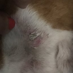 Up close to his neck Up close to his neck