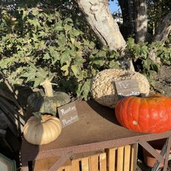 The Pumpkin Patch