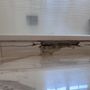 Photo of Grout Worx