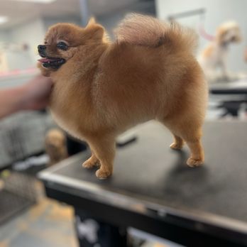 A Touch of Class Pet Grooming - Pet Groomers Near Me - Apache Junction, Arizona A Touch of Class Pet Grooming - Pet Groomers Near Me - Apache Junction, Arizona