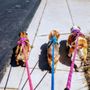 Photo of Emily's Dog Jogger