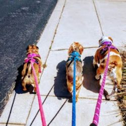 Emily's Dog Jogger - Daily dog walking clients.