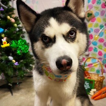PetSmart - Pet Stores Near Me - Metairie, Louisiana PetSmart - Pet Stores Near Me - Metairie, Louisiana