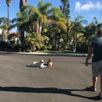 Hot Dog On a Leash - Obedience training! - Pet Training Near Me - Carlsbad, California Hot Dog On a Leash - Obedience training! - Pet Training Near Me - Carlsbad, California