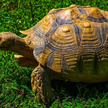 Nova Wild - Petting Zoos Near Me - Vienna, Virginia