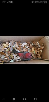 WILDNorth: Northern Alberta Wildlife Rescue & Rehabilitation by null