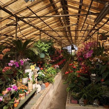 Campbell S Greenhouses Updated Covid 19 Hours Services 75 Campbell S Greenhouses Updated Covid