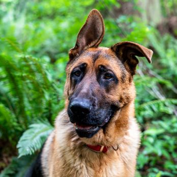 True North GSD Rescue - Pet Adoption Near Me True North GSD Rescue - Pet Adoption Near Me