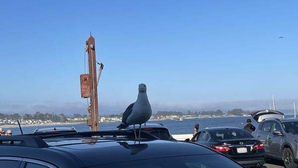 Santa Cruz Wharf by null