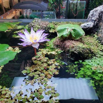 Aquascapes - The plant life on the surface of a display aquarium. - Local Fish Stores Near Me - Honolulu, Hawaii Aquascapes - The plant life on the surface of a display aquarium. - Local Fish Stores Near Me - Honolulu, Hawaii