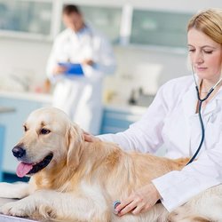 Emergency Vet in Harper Woods MI