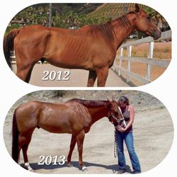 Rick Russo's Art of Horseshoeing - Cashew when I got him! (Top) Cashew when Rick started working on him about 4 months later! (Bottom)