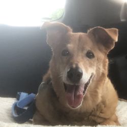 Camp Wagging Tails - Gracie had a fun week at Camp Wagging Tails
