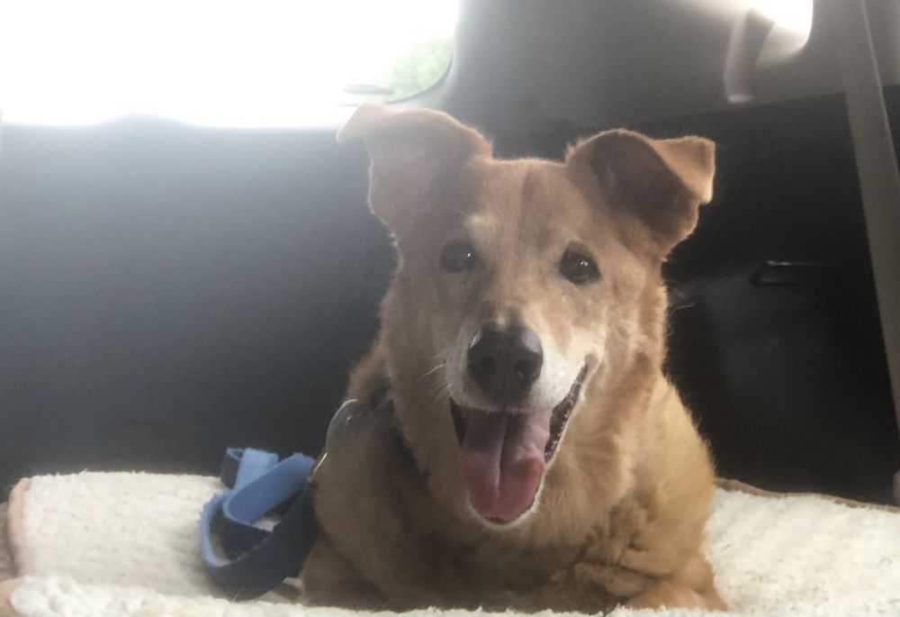 Camp Wagging Tails - pet boarding facility in Cornelius, NC