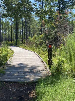 Carolina Beach State Park by null