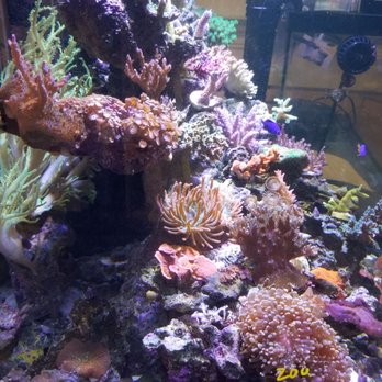 Progressive Marine - Calming - Aquarium Services Near Me - Mobile, Alabama