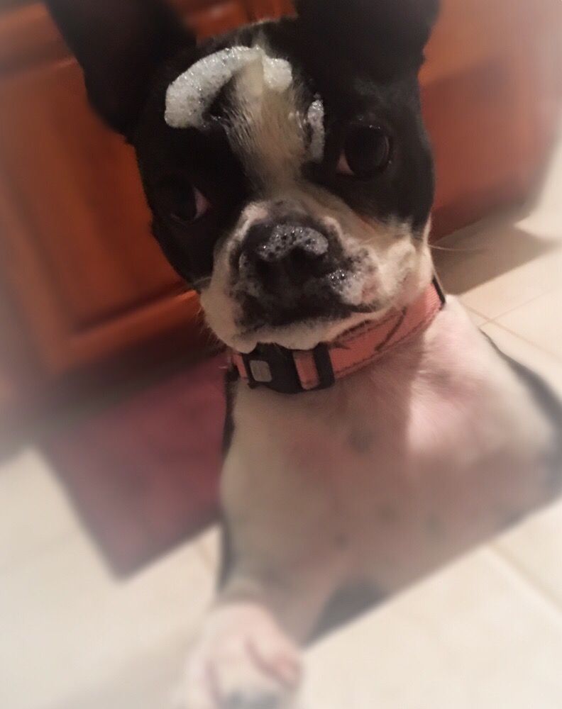 SOAPY DOG Updated October 2024 36 Photos Gresham, Oregon Pet