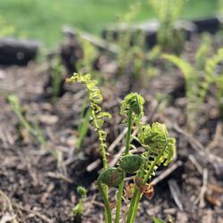 Ganondagan State Historic Site - Cinnamon fern