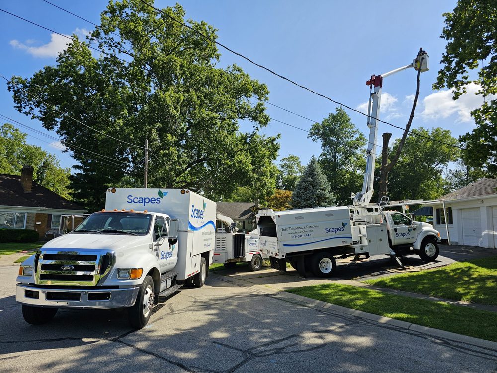 Scapes - tree service in Cincinnati, OH