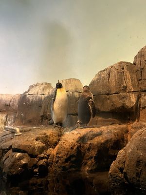 Central Park Zoo by null