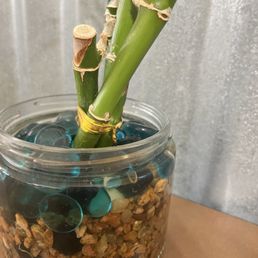 Plant