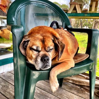 Creamer's Woodcrafts - The coolest store mascot. Meet Mr. Bob Barker. - Arts & Crafts Near Me - Eastpoint, Florida Creamer's Woodcrafts - The coolest store mascot. Meet Mr. Bob Barker. - Arts & Crafts Near Me - Eastpoint, Florida