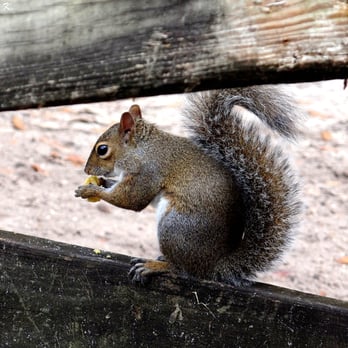 Enchanted Forest Elaine Gordon Park - A squirrel enjoying a meal after sneaking into the horse ranch. - Parks Near Me - Miami, Florida Enchanted Forest Elaine Gordon Park - A squirrel enjoying a meal after sneaking into the horse ranch. - Parks Near Me - Miami, Florida