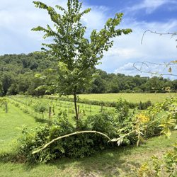 Railway Winery & Vineyards - Grounds