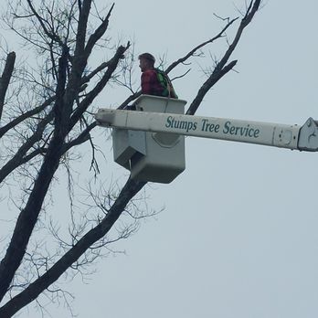 Stumps Tree Service - Tree Services Near Me Stumps Tree Service - Tree Services Near Me