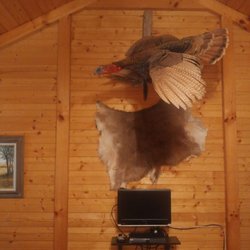 Horseshoe Springs Cabins