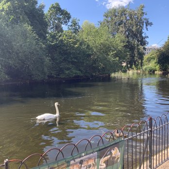 St James's Park - Swan in St. James park - Parks Near Me St James's Park - Swan in St. James park - Parks Near Me