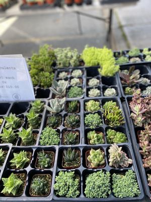 Alemany Farmer's Market by null