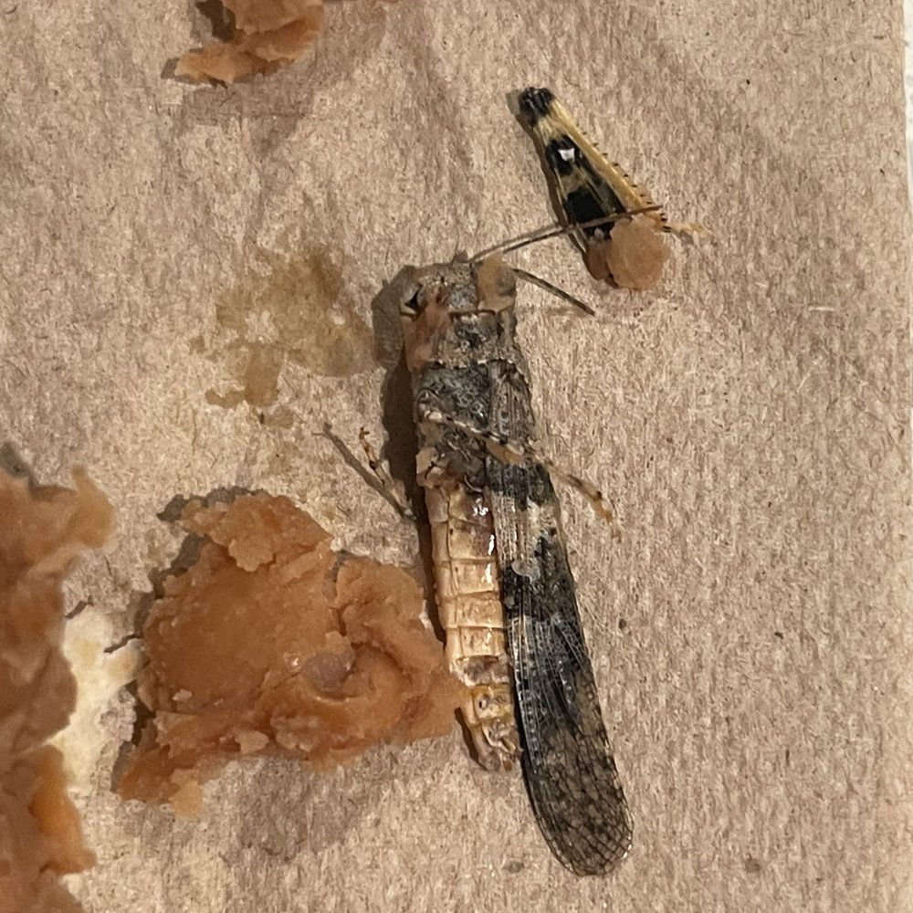 Del Taco - HUGE INSECT - Mexican Near Me - Winchester, California