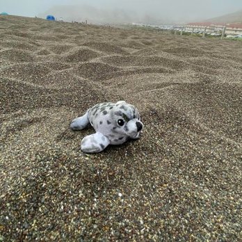 Rodeo Beach - little sealion keychain souvenir we bought from the marine mammal center - Beaches Near Me - Sausalito, California