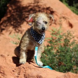 Eli at Tuacan adoption event visiting his friends